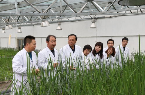 做强 农业芯 打赢种业翻身仗 记黑龙江省农业科学院水稻研究所生物技术育种团队