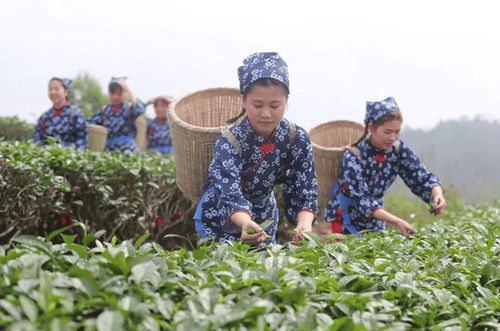 产业 舞 起来 乡村 活 起来 广东廉江以 七朵金花 引领乡村振兴